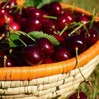 Вишня НЕСВИЖСКАЯ  Вишня НЕСВИЖСКАЯ в Казани