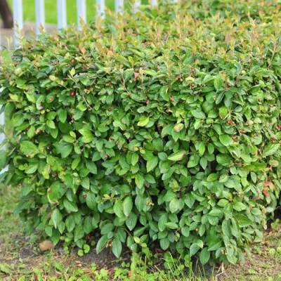 Кизильник блестящий — описание сорта Кизильник блестящий в Казани