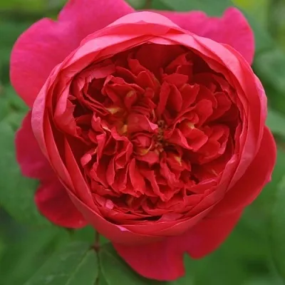 Саженцы роз БЕНДЖАМИН БРИТТЕН шраб  Саженцы роз БЕНДЖАМИН БРИТТЕН шраб в Казани