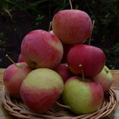 Яблоня РОДНИКОВАЯ в Казани