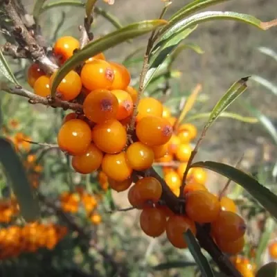 Облепиха СУДАРУШКА в Казани
