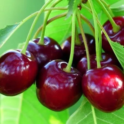 Вишня ВЯНОК — описание сорта Вишня ВЯНОК в Казани