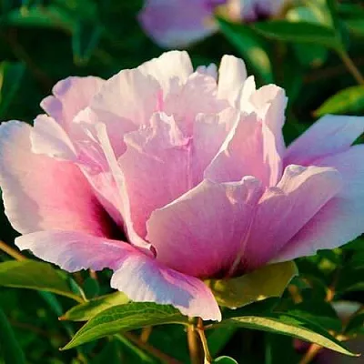 Пион ВРАТА ХРАМА древовидный   Пион ВРАТА ХРАМА древовидный  в Казани