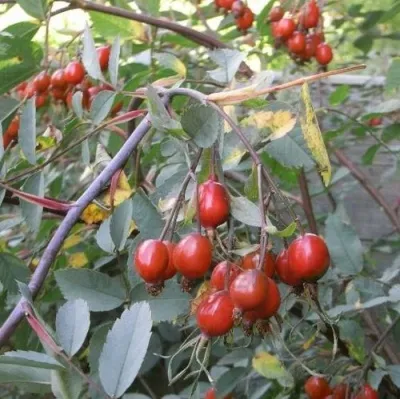 Саженцы роз сизая — описание сорта Саженцы роз сизая в Казани