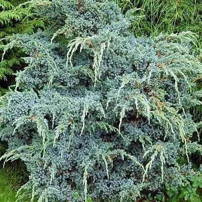 Можжевельник БЛЮ АЛЬПС китайский  Можжевельник БЛЮ АЛЬПС китайский в Казани