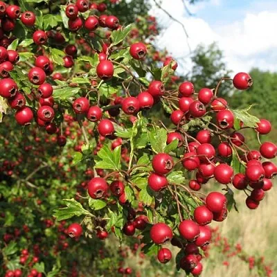 Боярышник ЗБИГНЕВ  Боярышник ЗБИГНЕВ в Казани