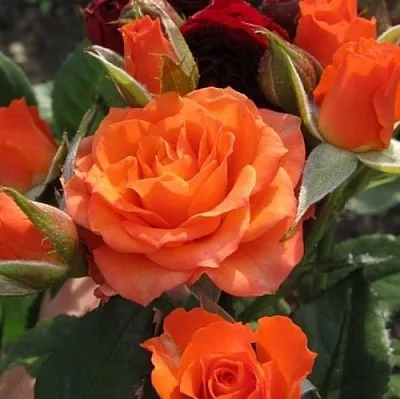 Саженцы роз АЛЕГРИЯ спрей  Саженцы роз АЛЕГРИЯ спрей в Казани