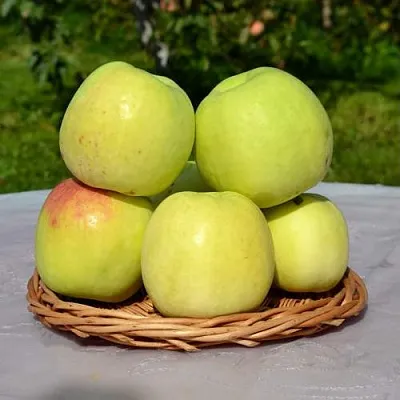 Яблоня БИРСКОЕ ГРУШЕВОЕ (БИЧИК) в Казани