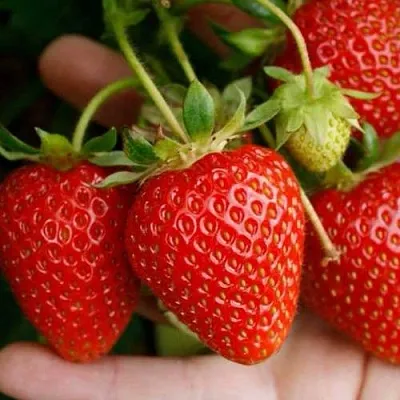 Клубника ПОРТОЛА ремонтантная  Клубника ПОРТОЛА ремонтантная в Казани