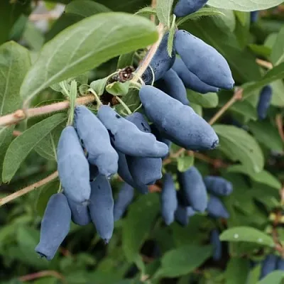 Жимолость съедобная ТОМИ японская в Казани