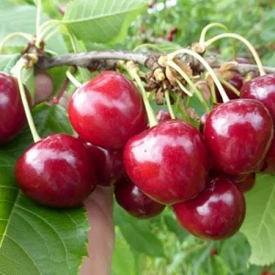 Вишня КОЛОННОВИДНАЯ  Вишня КОЛОННОВИДНАЯ в Казани