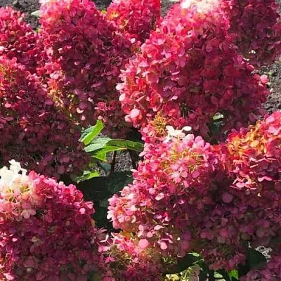 гортензия ред вельвет гортензия ред вельвет