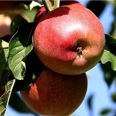 Яблоня АНТЕЙ КИЕВСКИЙ колонновидная  Яблоня АНТЕЙ КИЕВСКИЙ колонновидная в Казани