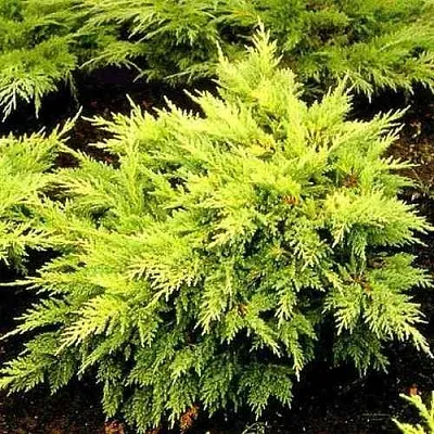 Можжевельник МОРДИГАН ГОЛД средний  Можжевельник МОРДИГАН ГОЛД средний в Казани