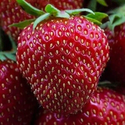 Клубника НАНДИ  Клубника НАНДИ в Казани