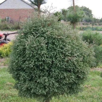 Туя вересковидная  Туя вересковидная в Казани