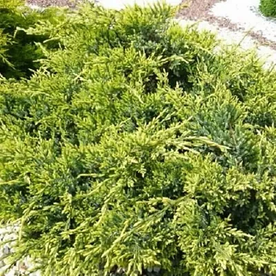 Можжевельник ГОЛД СТАР средний  Можжевельник ГОЛД СТАР средний в Казани