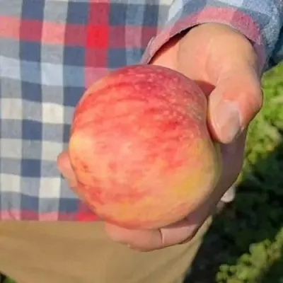 Яблоня ВАСЮГАН колонновидная  Яблоня ВАСЮГАН колонновидная в Казани