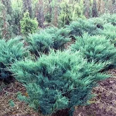Можжевельник БЛЮ ДАНУБ казацкий  Можжевельник БЛЮ ДАНУБ казацкий в Казани