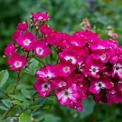 Саженцы роз МАРДЖОРИ ФЕЙР полиантовая  Саженцы роз МАРДЖОРИ ФЕЙР полиантовая в Казани