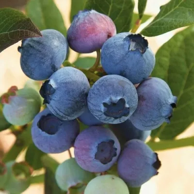 Голубика ОСОРНО — описание сорта Голубика ОСОРНО в Казани