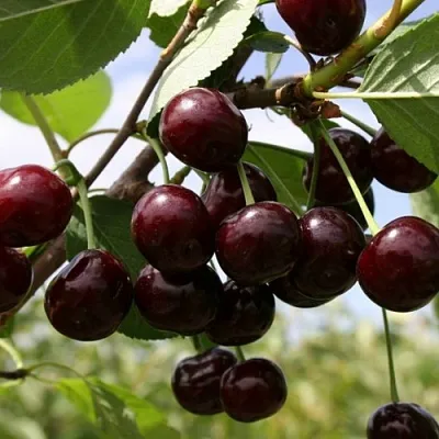 Вишня СВЕРДЛОВЧАНКА степная  Вишня СВЕРДЛОВЧАНКА степная в Казани