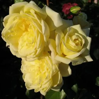 Саженцы роз КАЗИНО плетистая  Саженцы роз КАЗИНО плетистая в Казани