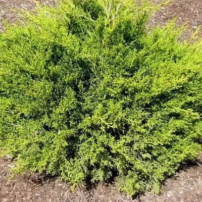 Можжевельник ИЗАБЕЛИН китайский  Можжевельник ИЗАБЕЛИН китайский в Казани