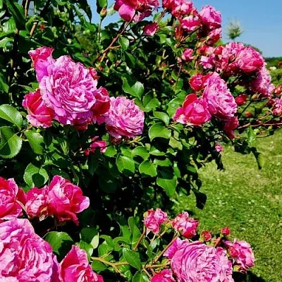 Саженцы роз ИНЕС САСТР плетистая  Саженцы роз ИНЕС САСТР плетистая в Казани