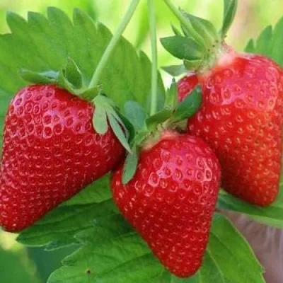 Клубника КЛОДИЯ  Клубника КЛОДИЯ в Казани