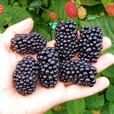 Ежевика ОУАЧИТА бесшипная — описание сорта Ежевика ОУАЧИТА бесшипная в Казани