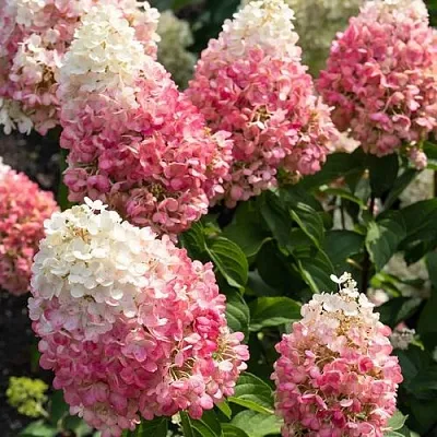 Гортензия ПИНКИ ПРОМИС метельчатая  Гортензия ПИНКИ ПРОМИС метельчатая в Казани