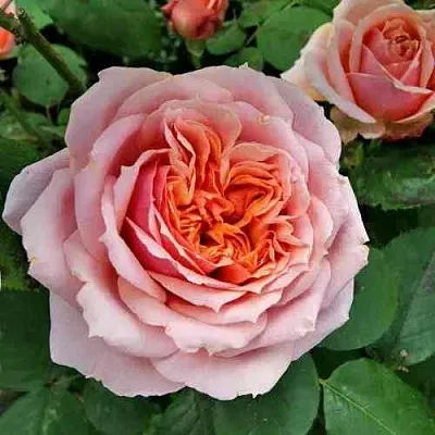 Саженцы роз ПОЛЬ БОКЮЗ шраб  Саженцы роз ПОЛЬ БОКЮЗ шраб в Казани