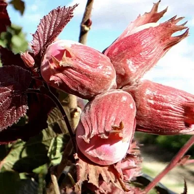 Фундук АЛЫЙ ПАРУС в Казани