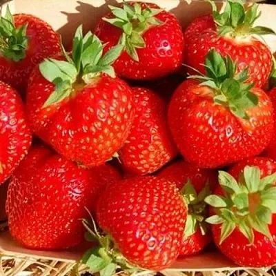 Клубника ЭЛЬСАНТА  Клубника ЭЛЬСАНТА в Казани