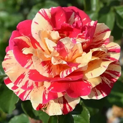 Саженцы роз ВАНИЛЛА ФРАЙЗ плетистая  Саженцы роз ВАНИЛЛА ФРАЙЗ плетистая в Казани