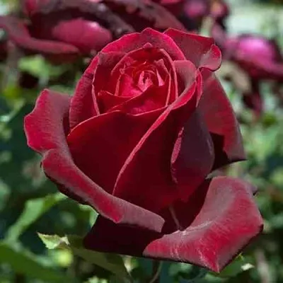 Саженцы роз ПАПА МЕЙЯН чайно-гибридная в Казани