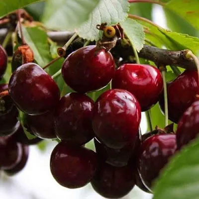 Вишня НОВОДВОРСКАЯ  Вишня НОВОДВОРСКАЯ в Казани