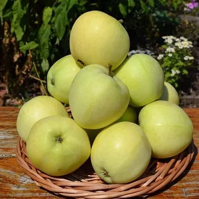 Яблоня ПАПИРОВКА в Казани