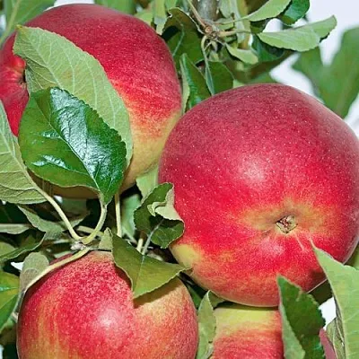 Яблоня СЕНАТОР колонновидная  Яблоня СЕНАТОР колонновидная в Казани