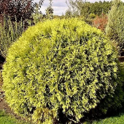 Туя ГЛОБОЗА АУРЕА западная  Туя ГЛОБОЗА АУРЕА западная в Казани