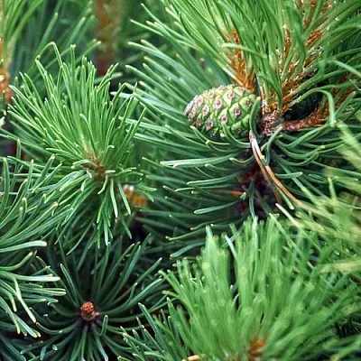 Сосна  Сосна в Казани