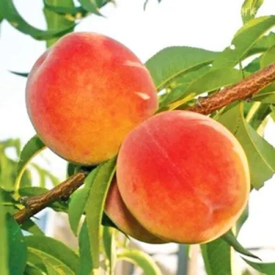 Персик ОНТАРИО — описание сорта Персик ОНТАРИО в Казани