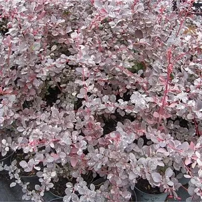 Барбарис СИЛЬВЕР МИЛЕС оттавский   Барбарис СИЛЬВЕР МИЛЕС оттавский  в Казани