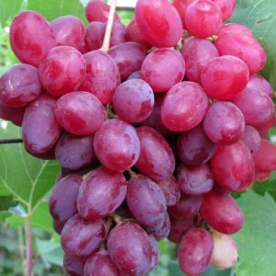 Виноград КИШМИШ ВЕЛЕС в Казани