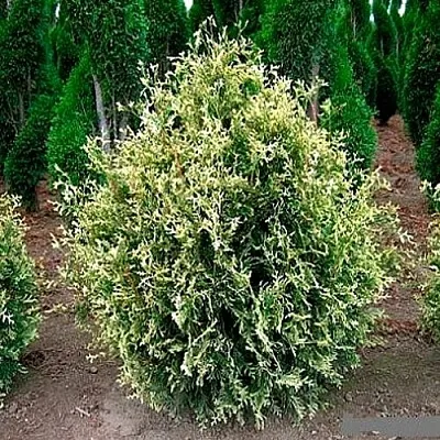 Туя ГОЛД ПЕРЛ западная  Туя ГОЛД ПЕРЛ западная в Казани