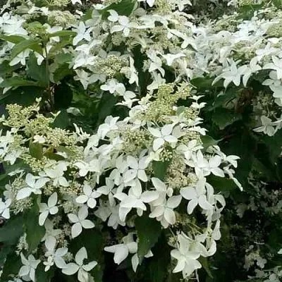 Гортензия МЭДЖИКАЛ СТАРЛАЙТ метельчатая  Гортензия МЭДЖИКАЛ СТАРЛАЙТ метельчатая в Казани