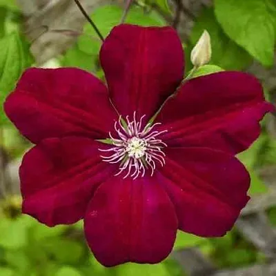 Клематис РУЖ КАРДИНАЛ в Казани