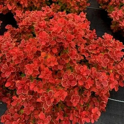 Барбарис РЕД ХОТ ЧИЛИ тунберга  Барбарис РЕД ХОТ ЧИЛИ тунберга в Казани