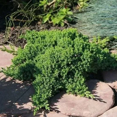 Можжевельник АВАСИ лежачий  Можжевельник АВАСИ лежачий в Казани